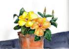 hibiscus_small.jpg