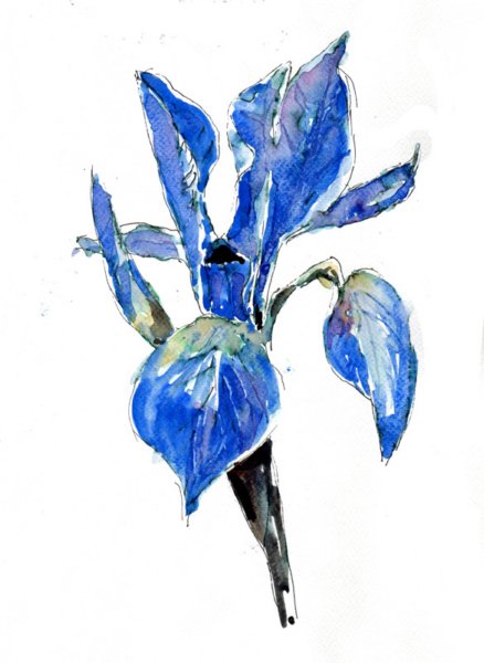 iris.jpg