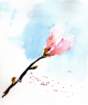 magnolia2_small.jpg