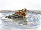 badet_small.jpg