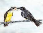 matningavkingbird_small.jpg