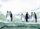 pinguinerpisflak_small.jpg