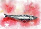 makrill_small.jpg